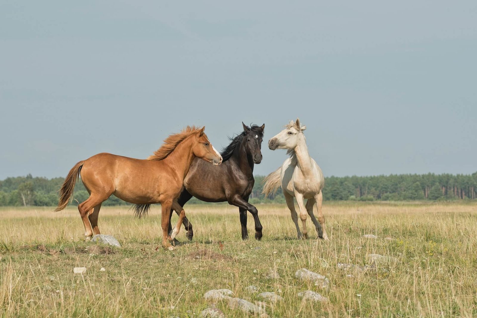 remote reiki for animals