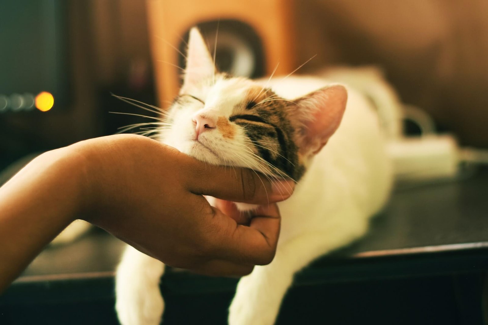 reiki for cats